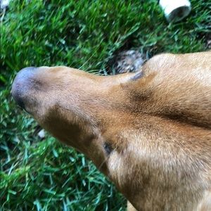 Meet your Posher, Chloe